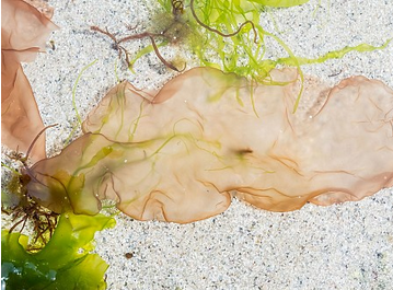 Einzelblätter Bord à Bord Nori-Algen, Bretagne Allerlei, bretonische Feinkost